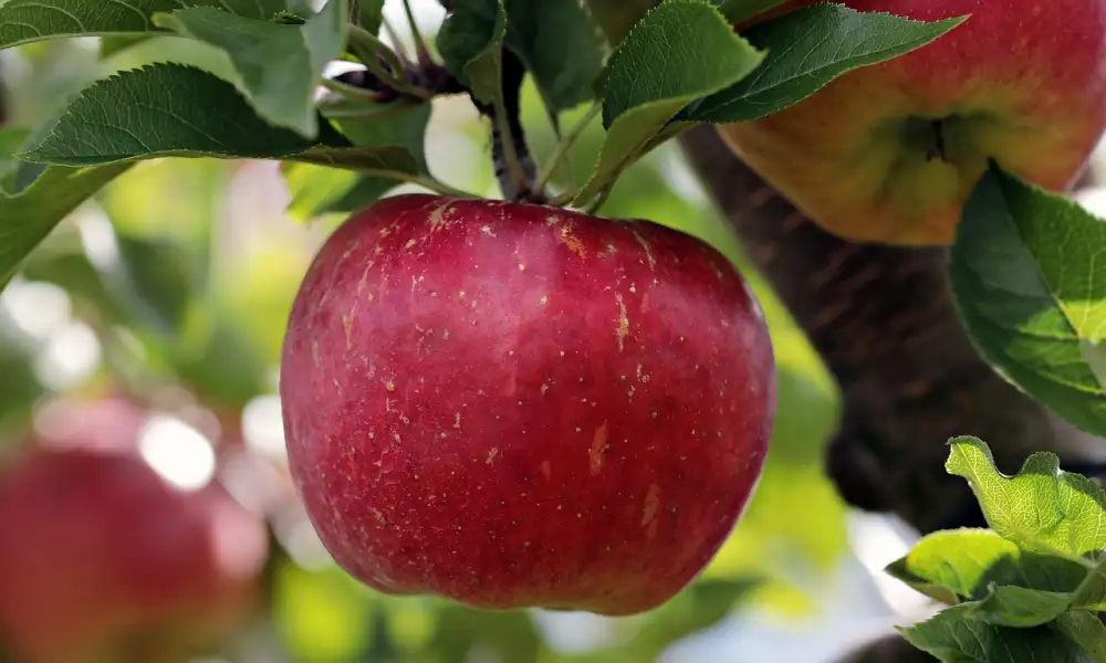 Brýle Apple